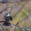 青い鳥