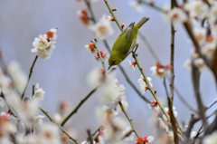 梅に鶯じゃぁなくて・・メジロ