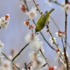 梅に鶯じゃぁなくて・・メジロ