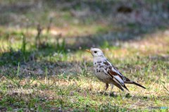 新種ユキツグミ？のユキちゃん