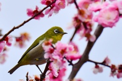 春爛漫