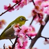 春爛漫