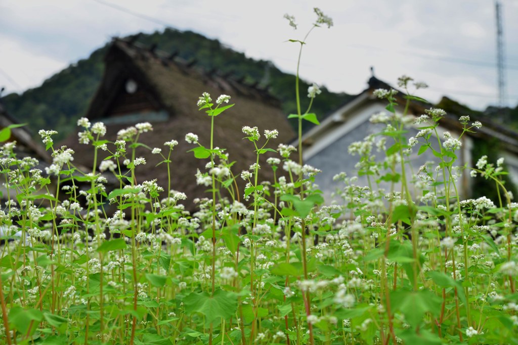 秋の香り