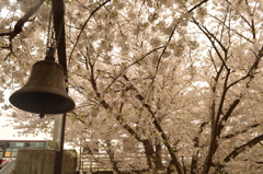 桜の下で鐘が鳴る