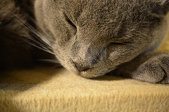 眠り猫