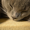 眠り猫
