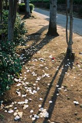 午後の陽射し