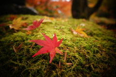 紅葉 1