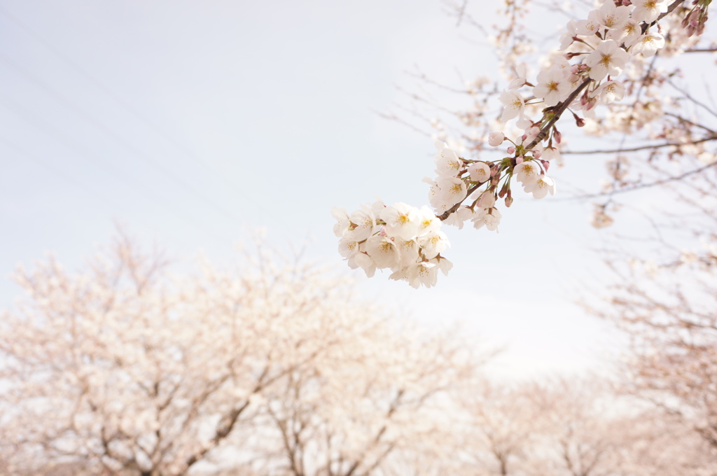 桜１