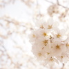 桜２