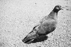 モノクロ 鳩
