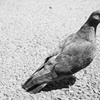 モノクロ 鳩