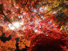 紅葉と日差し