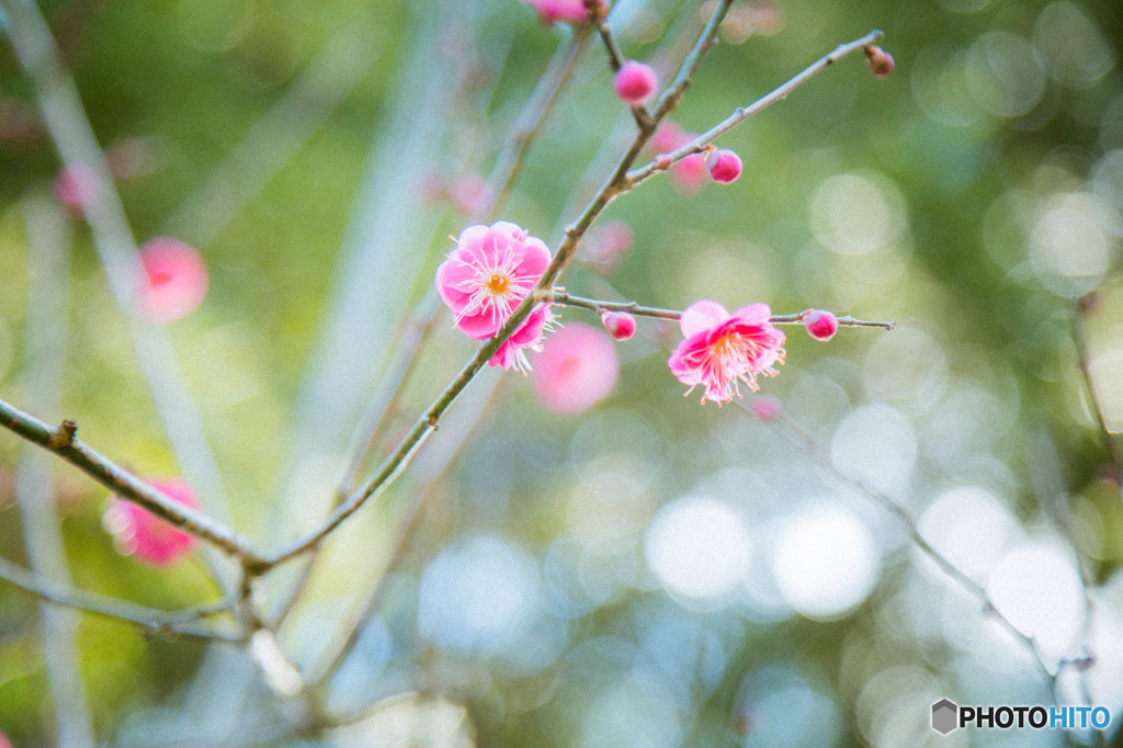 Plum