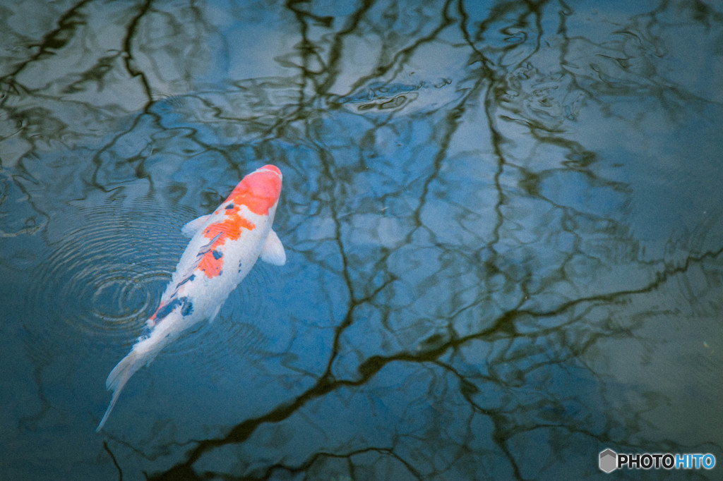 Carp