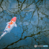 Carp