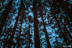 Bustle of forest