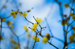 Old plum tree