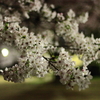 夜桜5