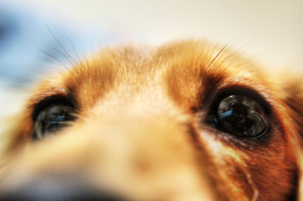 犬