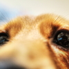 犬
