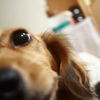 犬