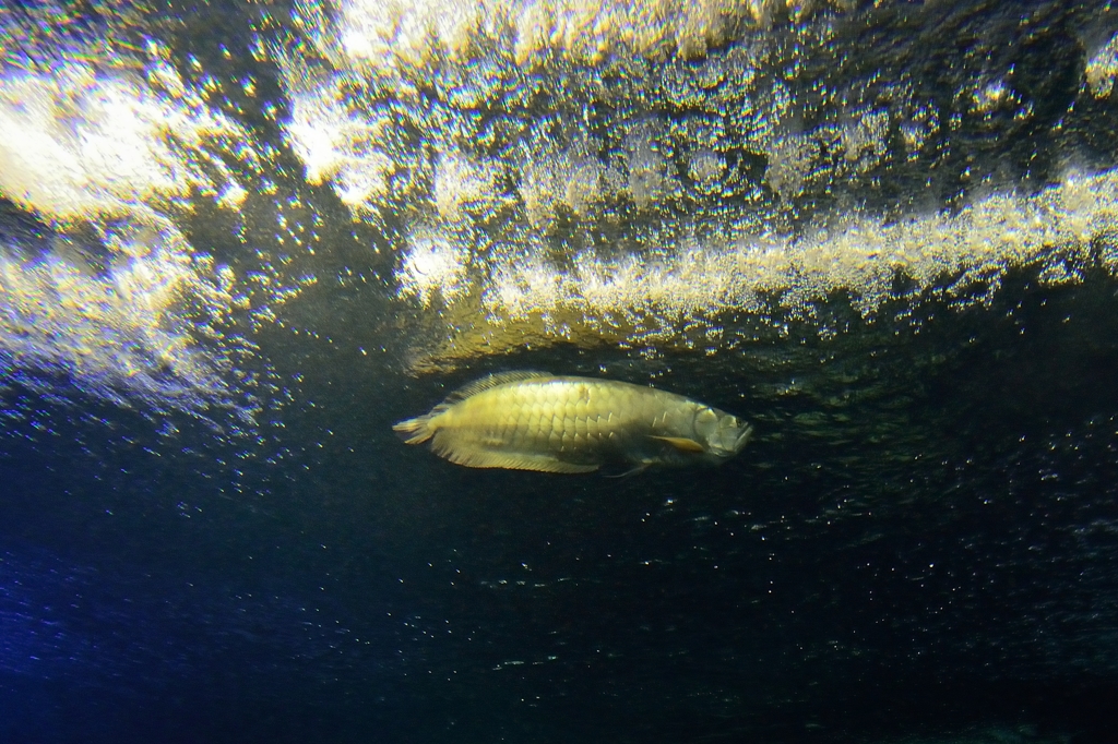 須磨水族園４