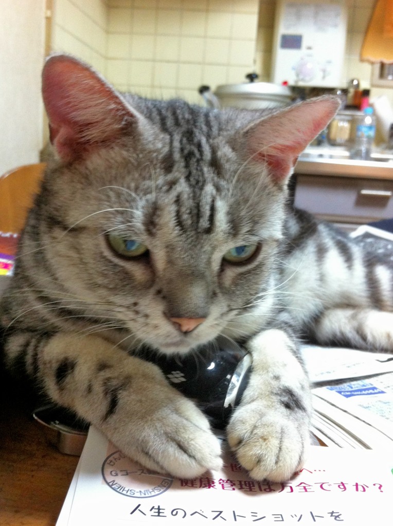 我が家の猫