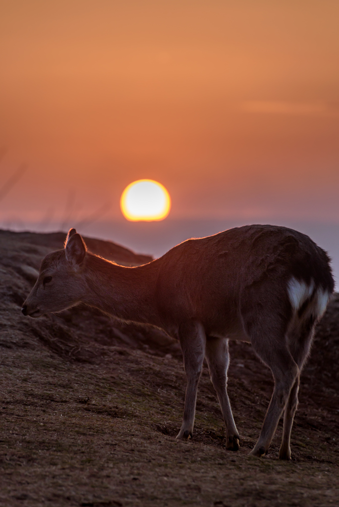 若草山の夕日