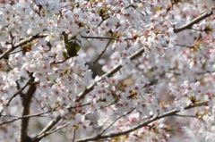 桜撮の蜜は美味しですね～