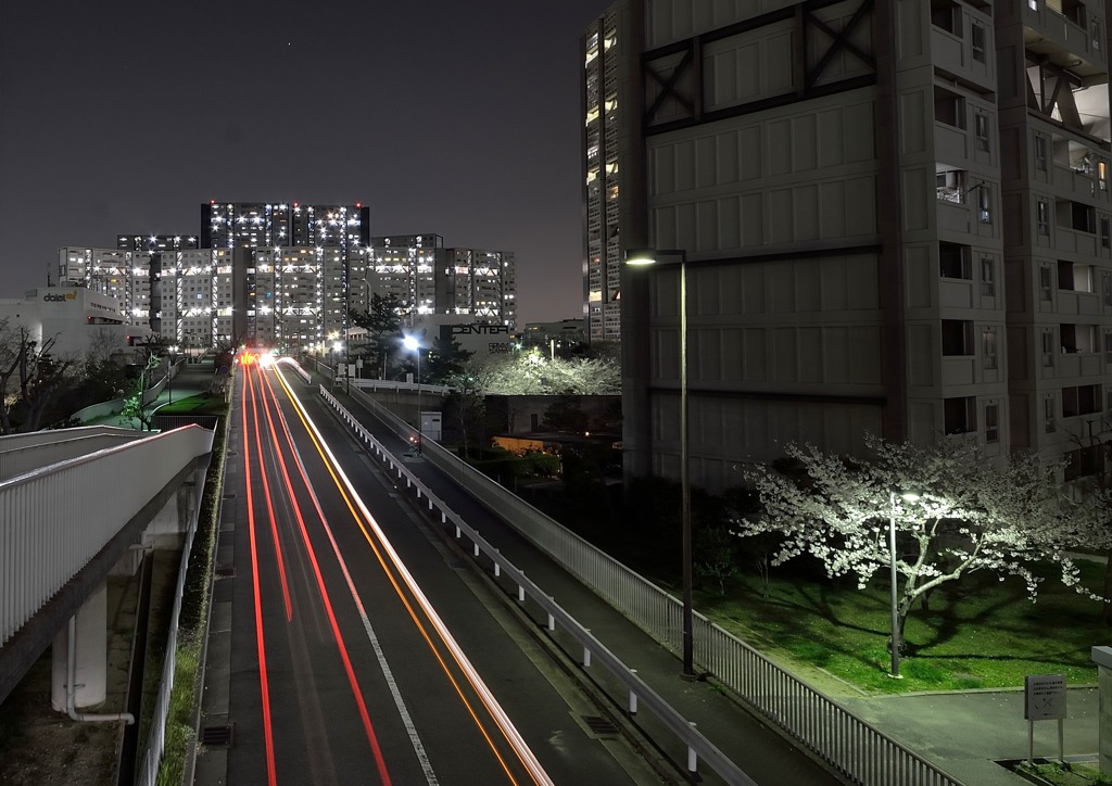 夜桜