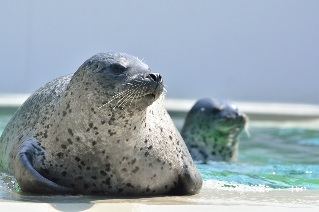 須磨水族園６