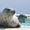 須磨水族園６