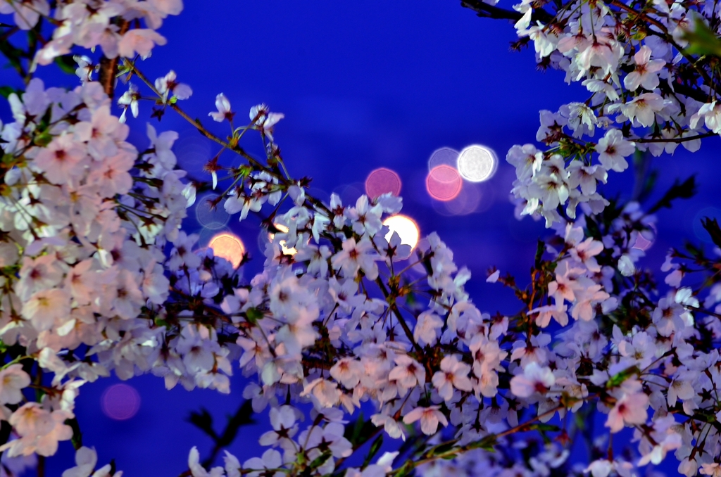 夜桜