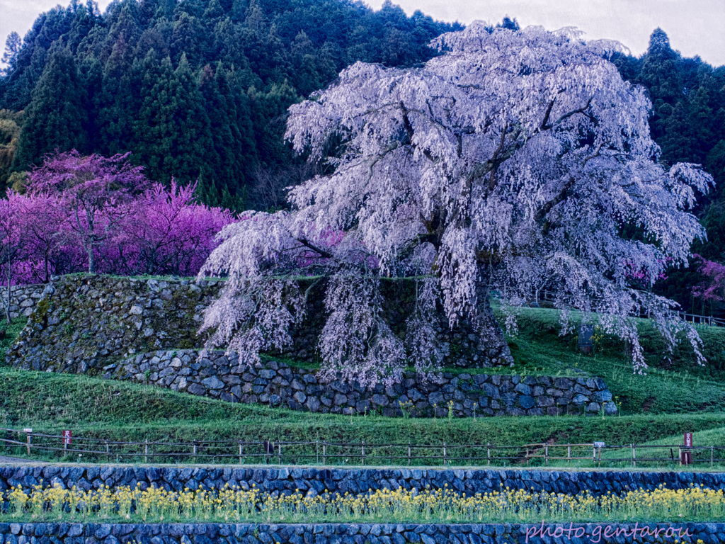 又兵衛桜