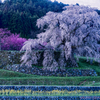 又兵衛桜