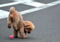 逆立ち、してみました犬