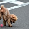 逆立ち、してみました犬
