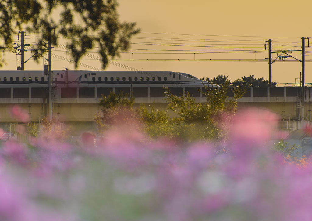 尼崎コスモ園