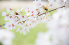 スカイパーク 桜