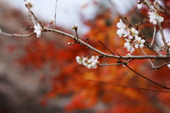 四季桜と紅葉　１