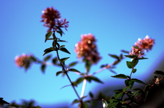 近所のお花