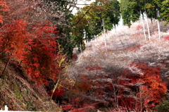 四季桜と紅葉　２