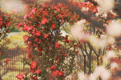 梅ふぃるたぁ