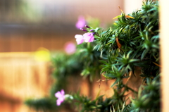 庭の花