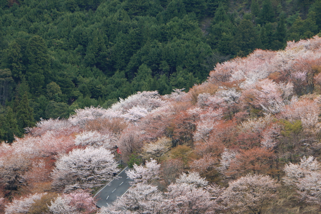 2014吉野の桜01