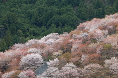 2014吉野の桜01