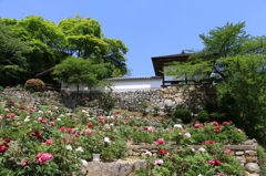 2014春の長谷寺02
