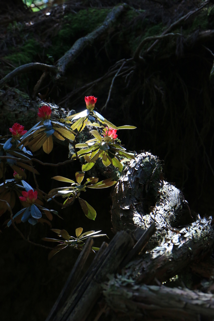 2014春の室生寺03