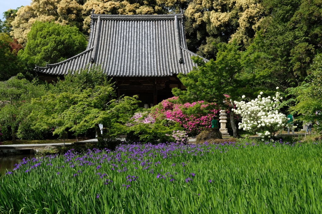 長岳寺のかきつばた